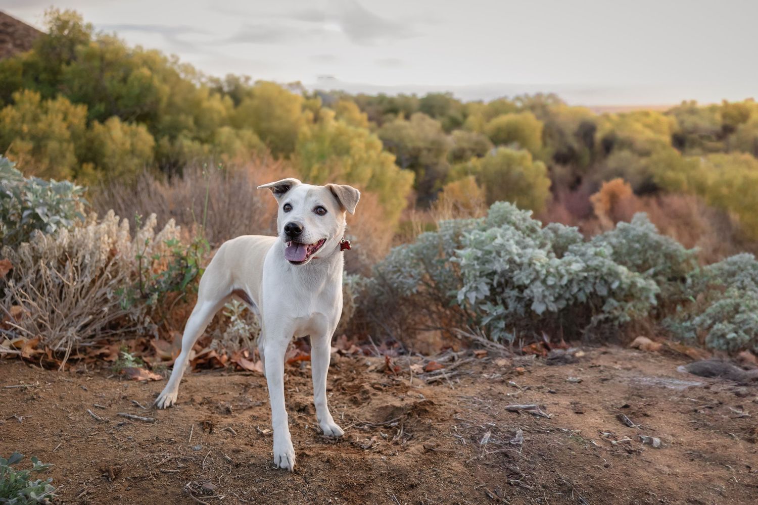 White and tan mixed breed dog stands on dirt trail with desert brush and trees in the background at golden hour.