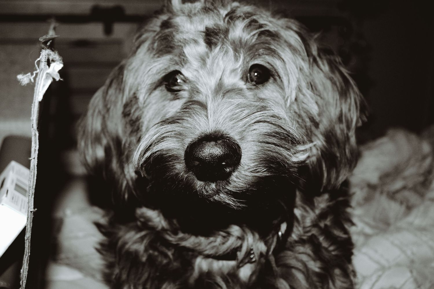Dog