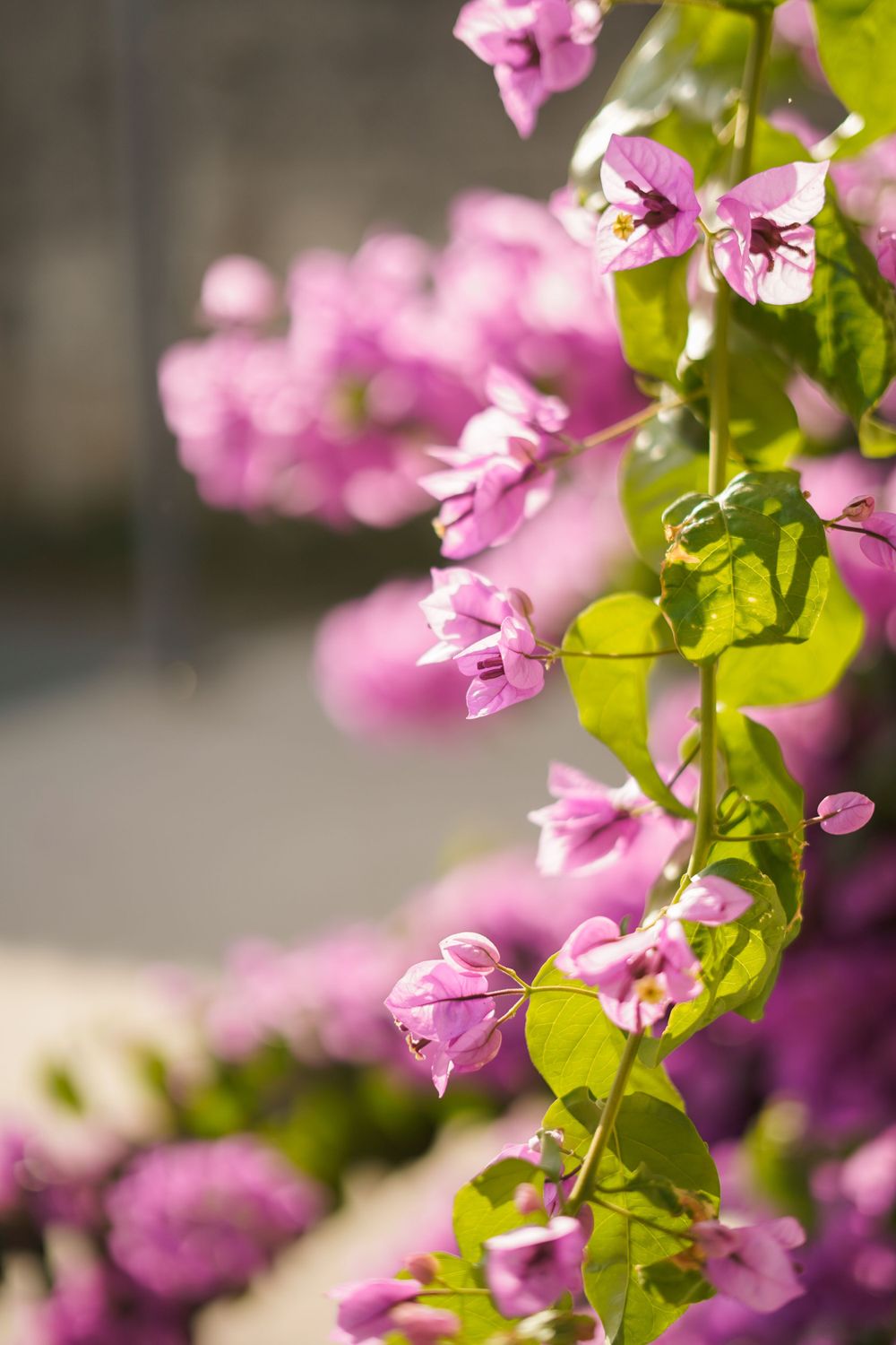 Pink bougainvillea flowers bloom against blurred background with vibrant petals and green leaves in soft focus.