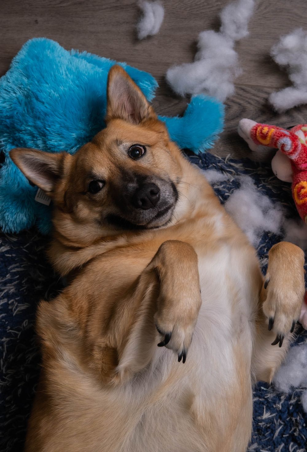 Playful dog lying on blue blanket surrounded by torn cotton stuffing.