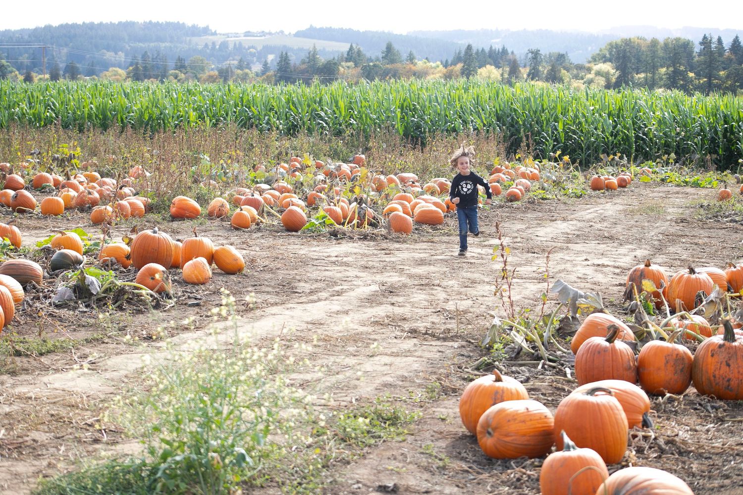 Small child running through pumpkin patch