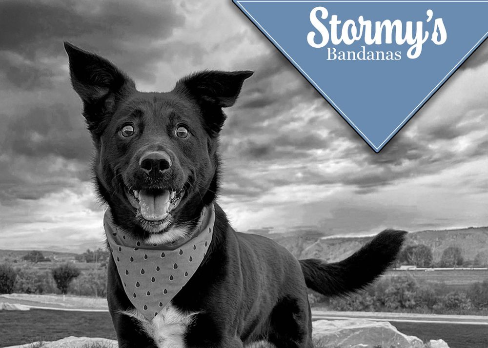 Black and white portrait of happy border collie wearing bandana against dramatic sky.