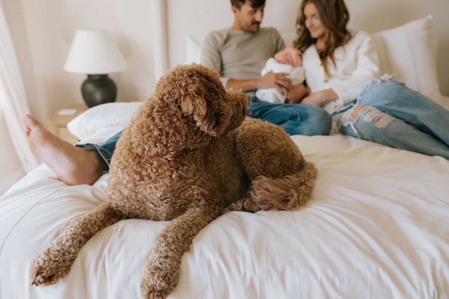 A brown goldendoodle dog lounges on white bedding while a family sits with their newborn baby in the background in Kansas City