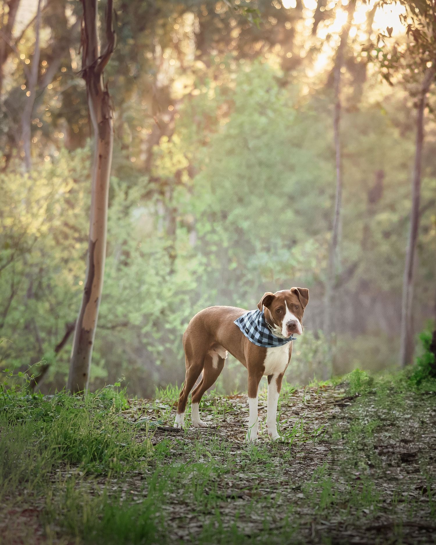 Brown and white dog wearing a checkered bandana stands alertly on a forest trail in golden afternoon light.