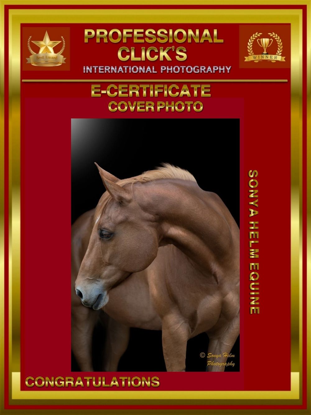 Award certificate displaying a professional equine photograph of a brown horse against a dark background.