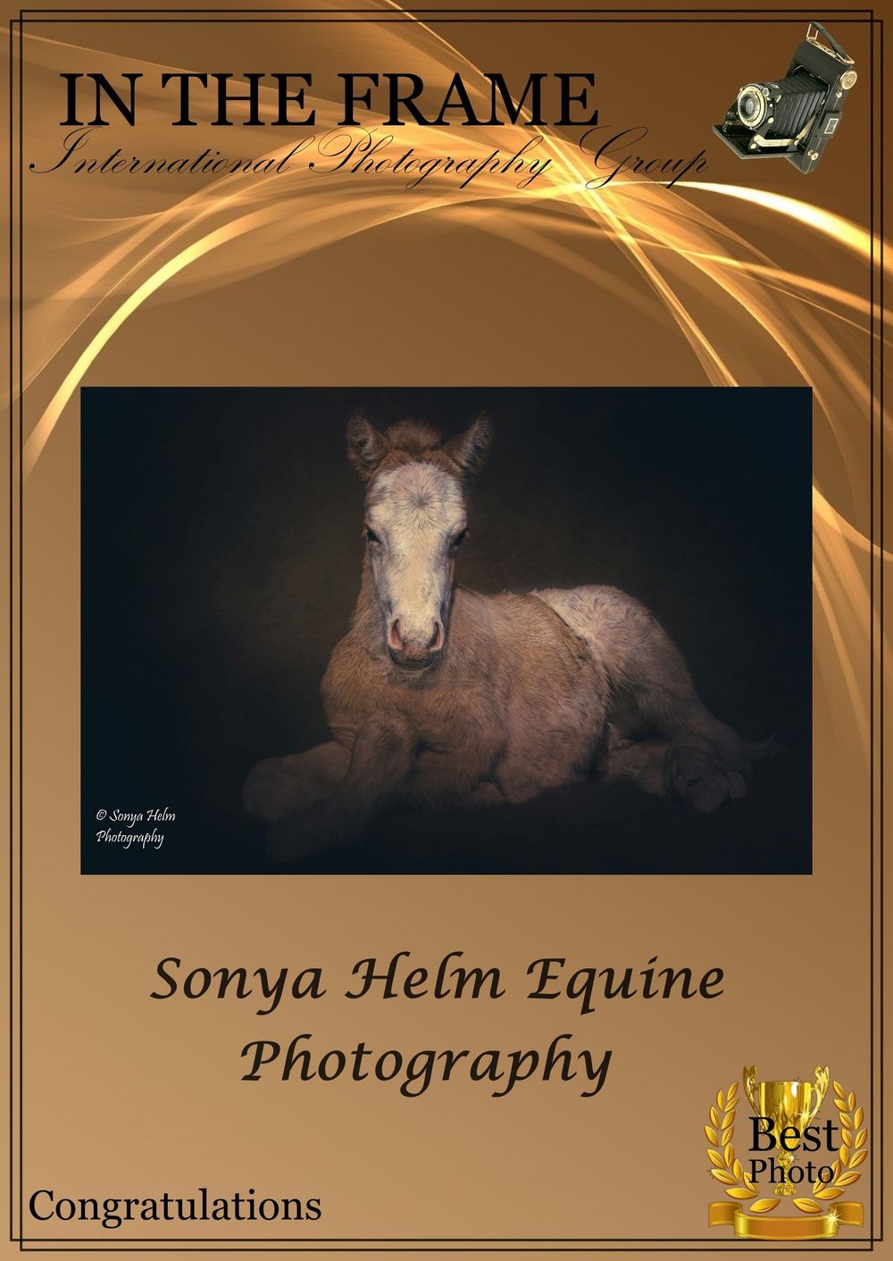 Award-winning foal photo by Sonya Helm Equine Photography, featured in In The Frame International Photography Group.