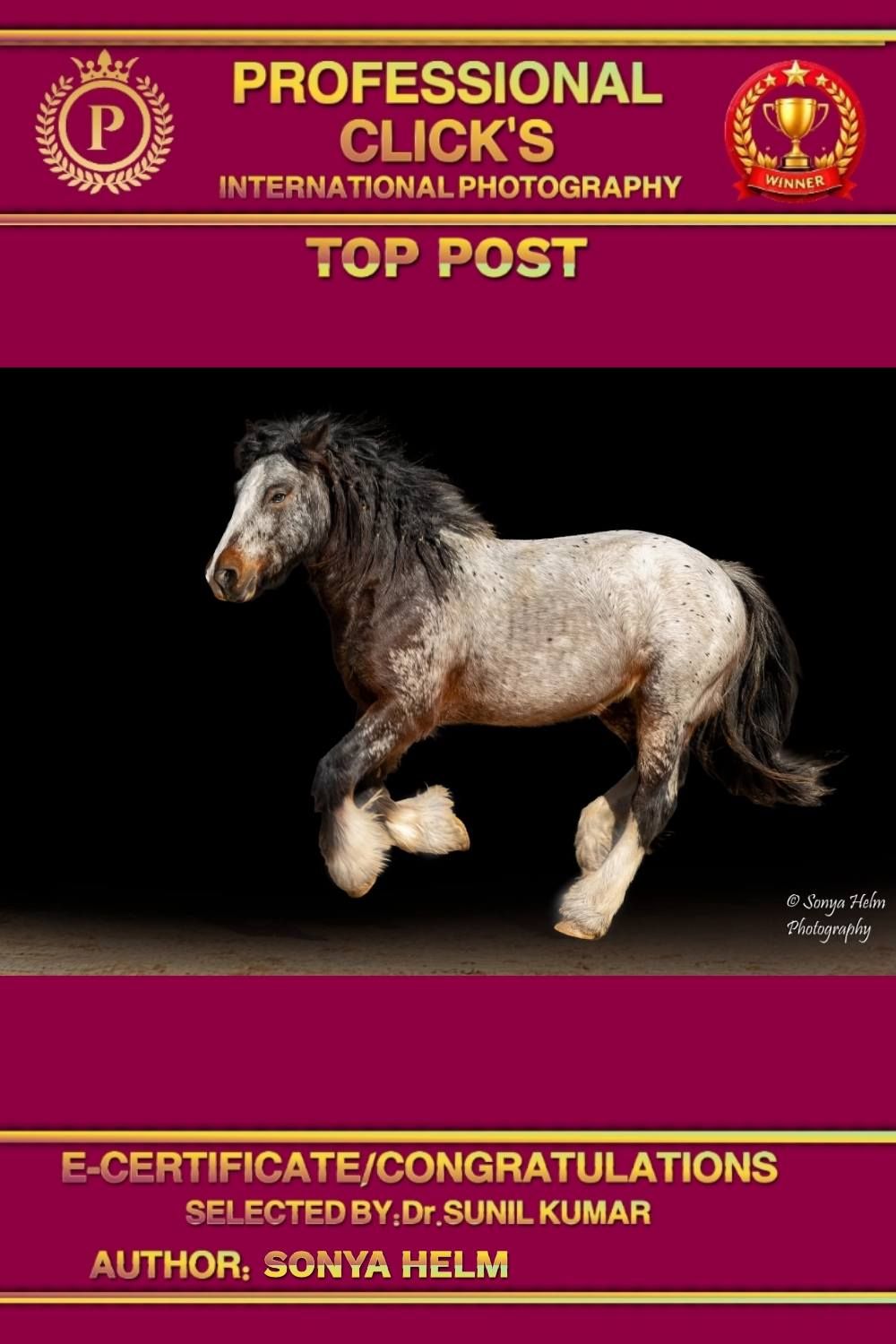 Award-winning photo of a dapple gray horse trotting, recognized as Top Post by Professional Clicks International Photography.