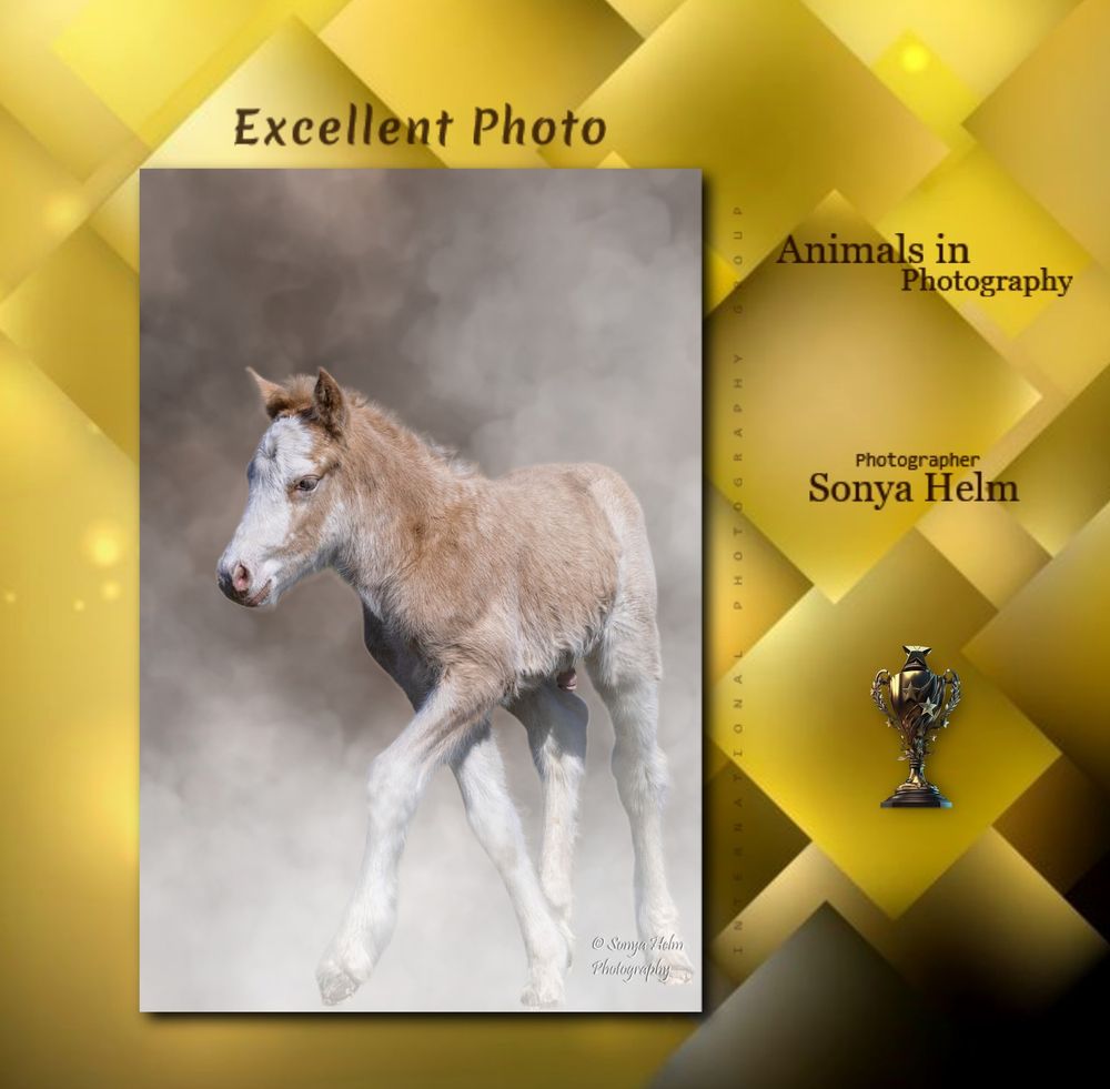 Award certificate for an excellent photo of a young foal walking, by photographer Sonya Helm, Animals in Photography.
