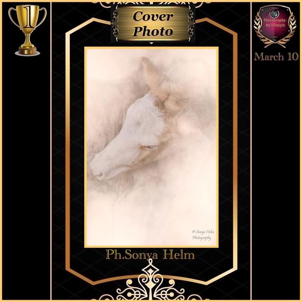 Ethereal white horse portrait artwork by Ph.Soma Helm, featured as Cover Photo on March 10, displayed in elegant gold frame.