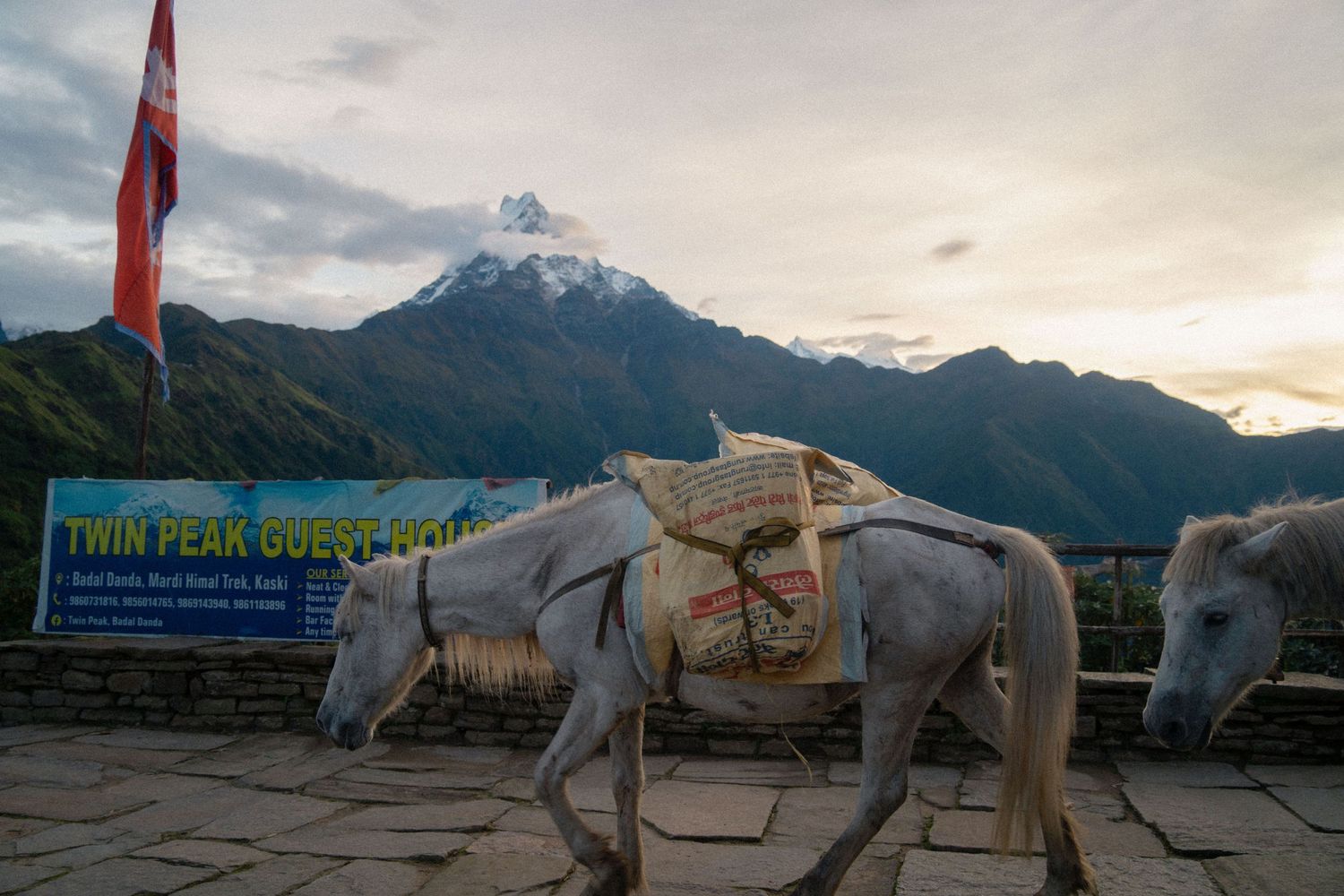 White horses stand near a trail sign with snow-capped mountains in the background.
