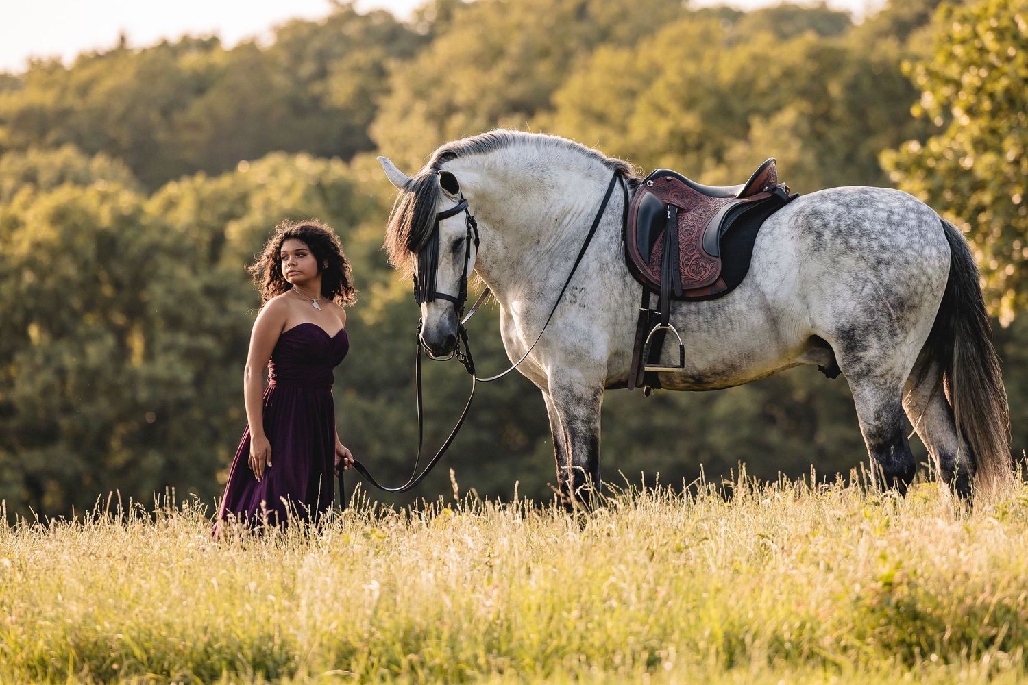 A gray dappled horse in tack stands in a golden sunlit meadow at sunset beside someone in a maroon dress.