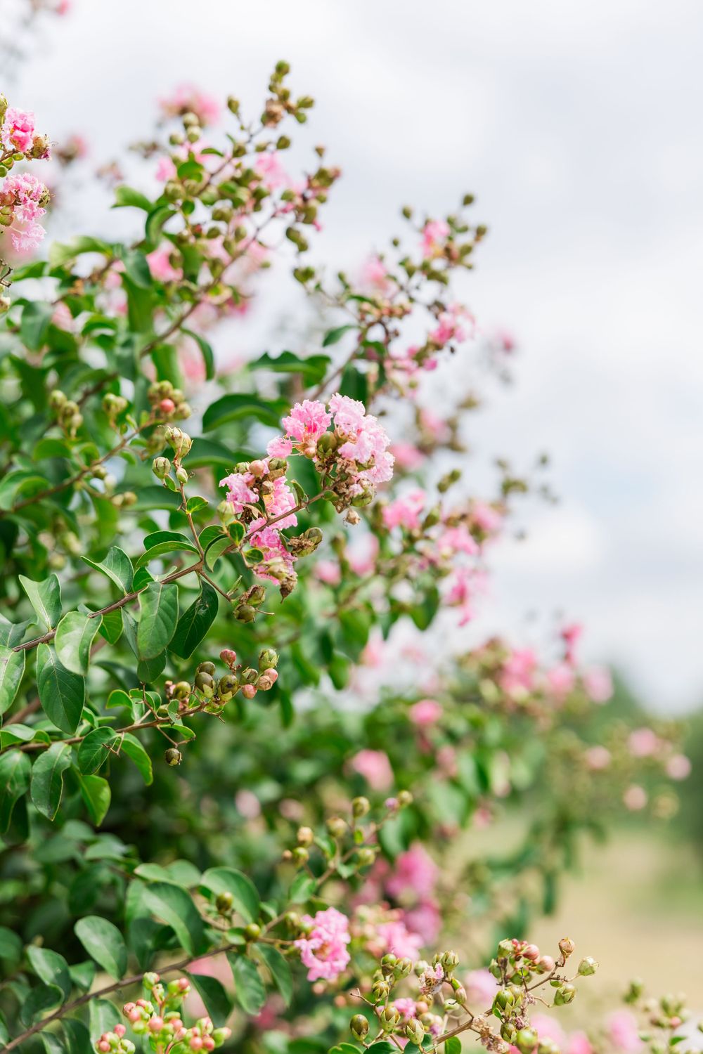 Pink flowering bush with delicate blooms against a soft sky background.
