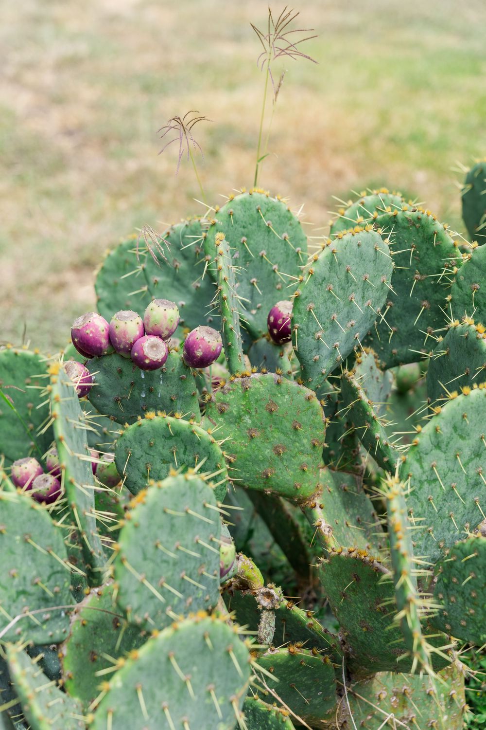Prickly pear cactus with bright purple fruit growing in a garden setting.
