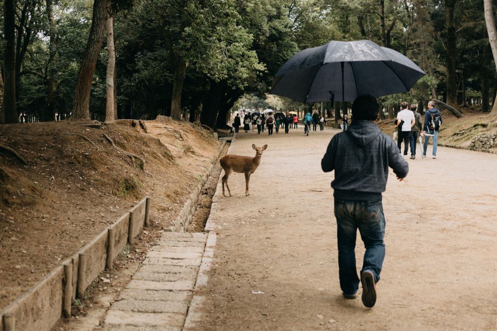 A deer watches someone with an umbrella walking along a park path.