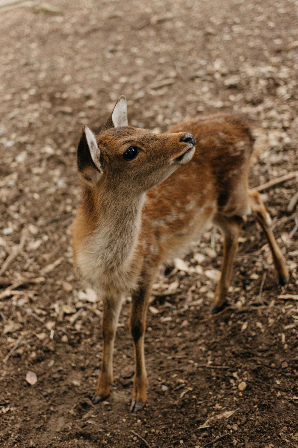 Close-up portrait of a young deer with spots on brown earth.