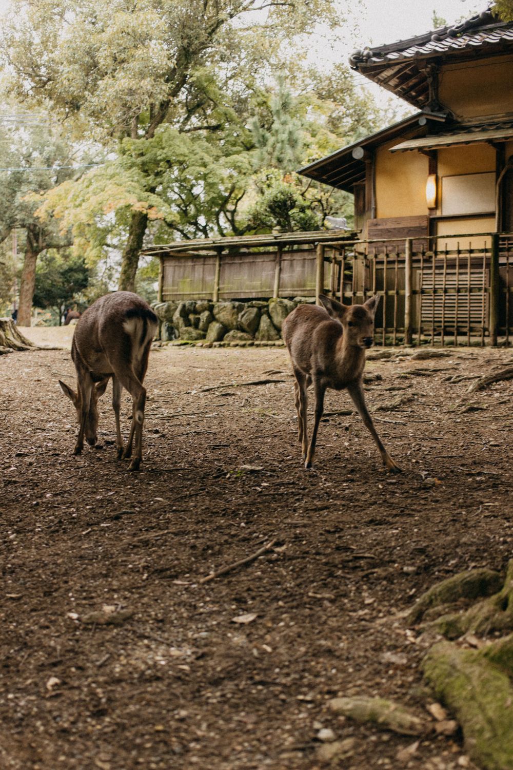 Two deer standing in front of a traditional Japanese building.