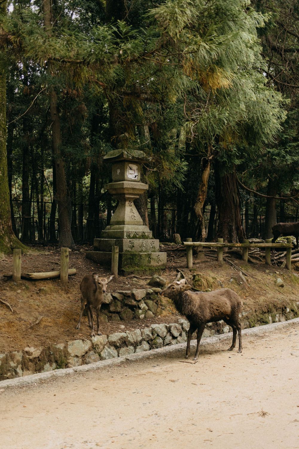 Stone lantern and deer in a Japanese temple garden setting.