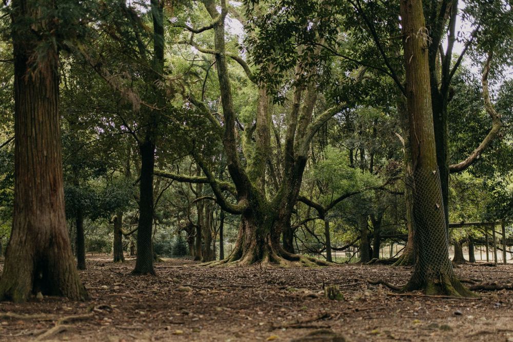 Sunlit forest scene with large old trees and leaf-covered ground.