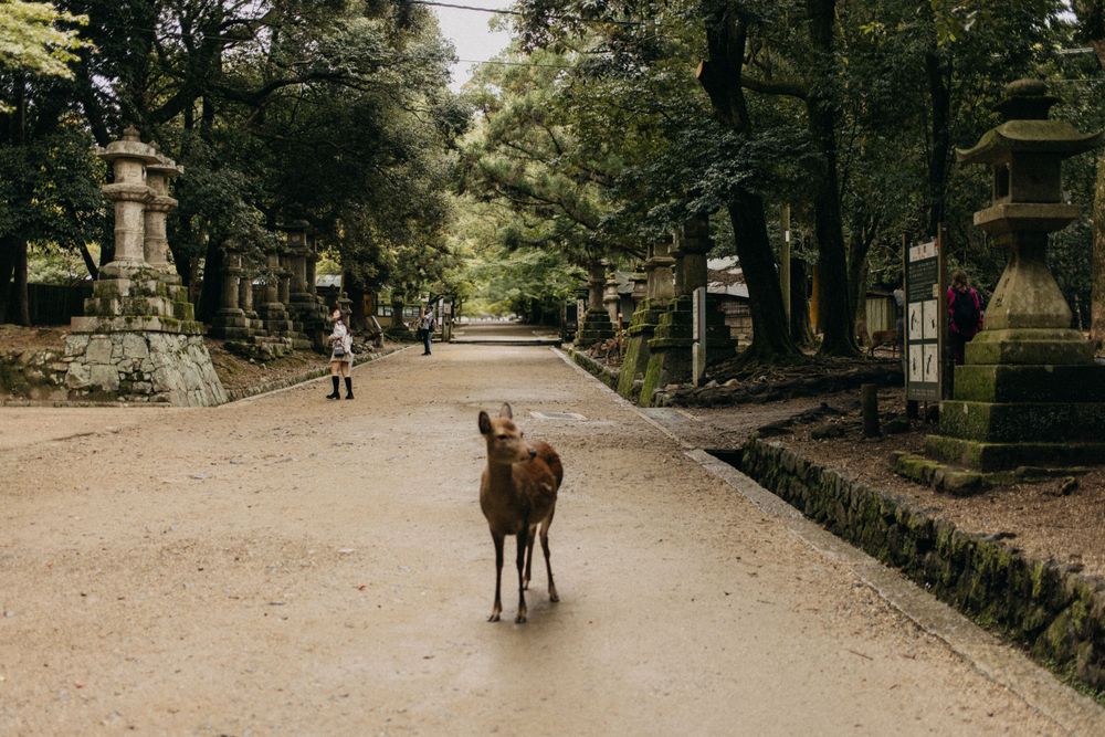 A solitary deer stands on a tree-lined path with traditional stone lanterns in what appears to be Nara Park, Japan.