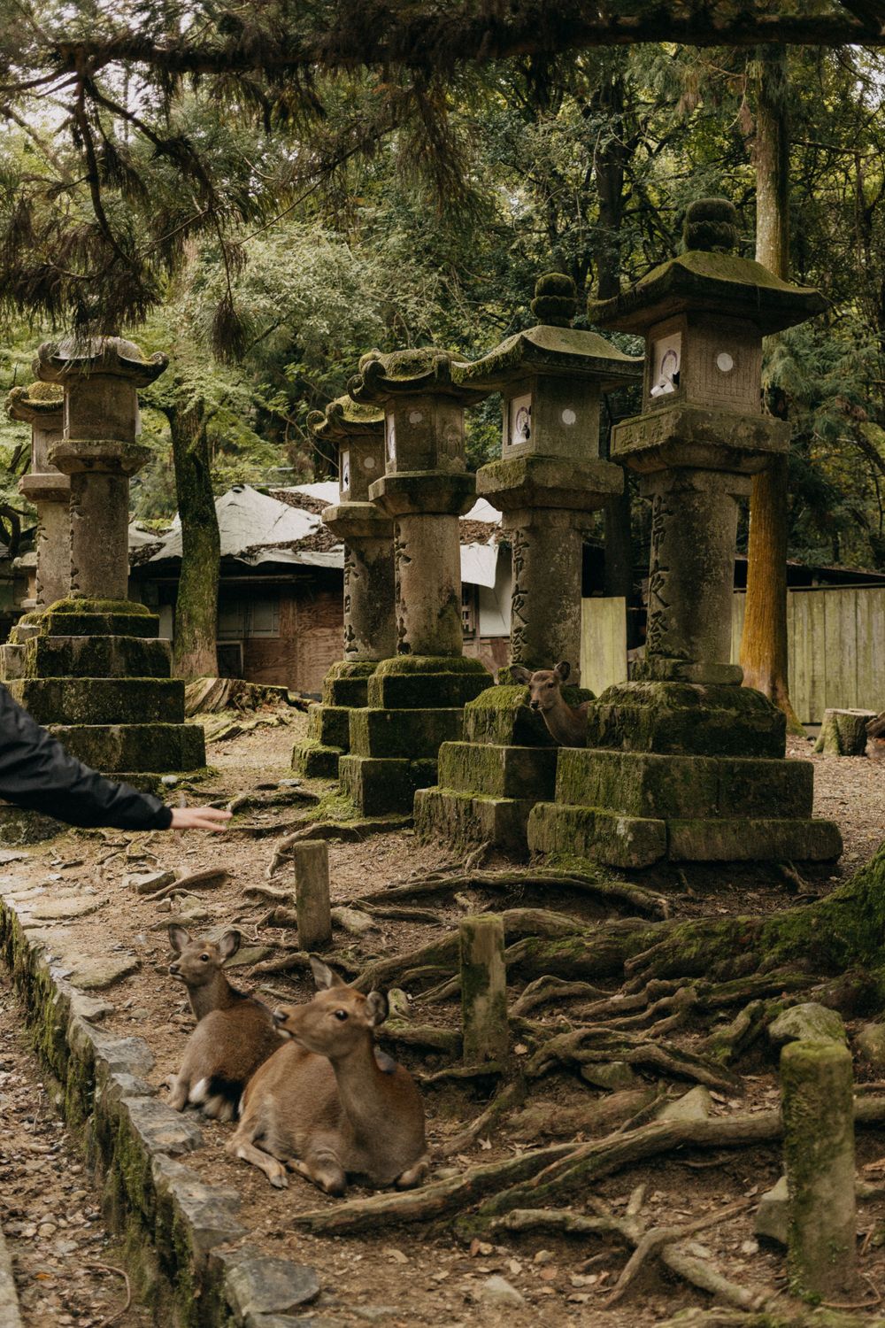A deer rests among moss-covered stone lanterns and exposed tree roots in a Japanese temple garden.