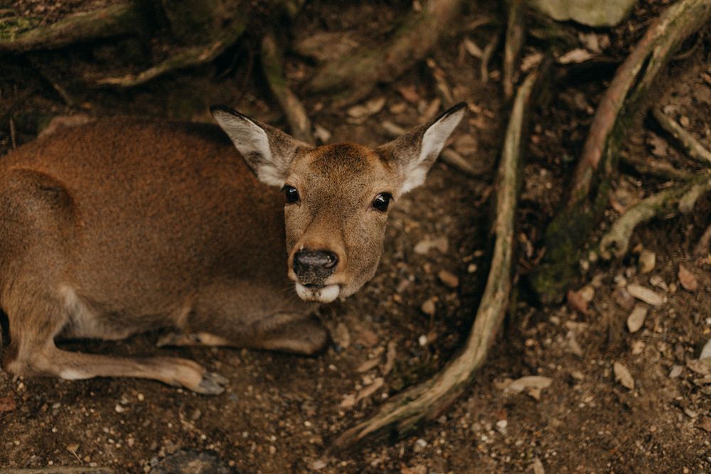 A close-up shot of a resting deer on forest ground with gentle eyes looking at the camera.
