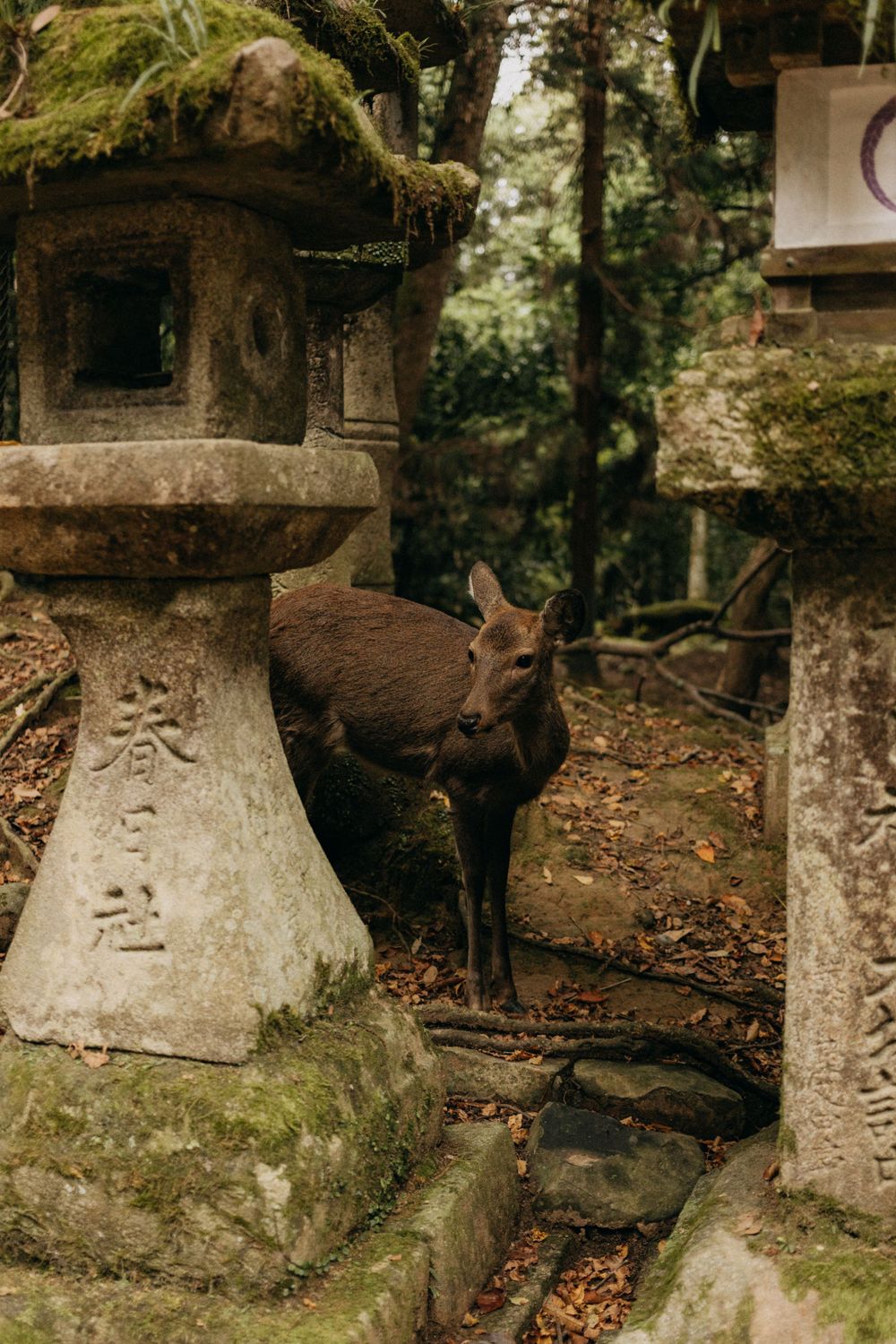 A young deer explores between ancient stone lanterns in a moss-covered Japanese shrine.
