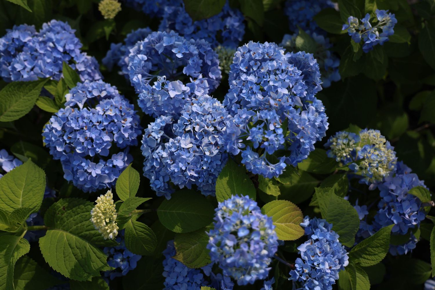 Vibrant blue hydrangea flowers blooming in a lush garden.