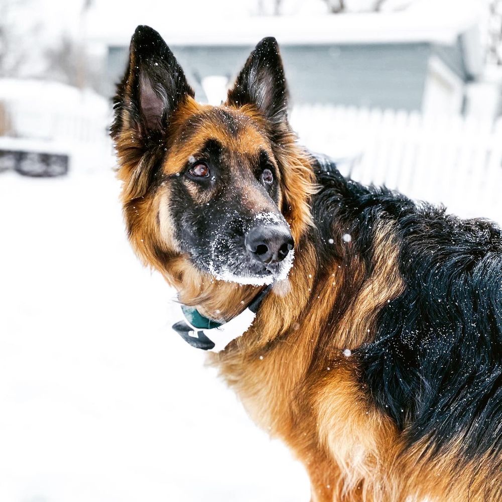 dog snow