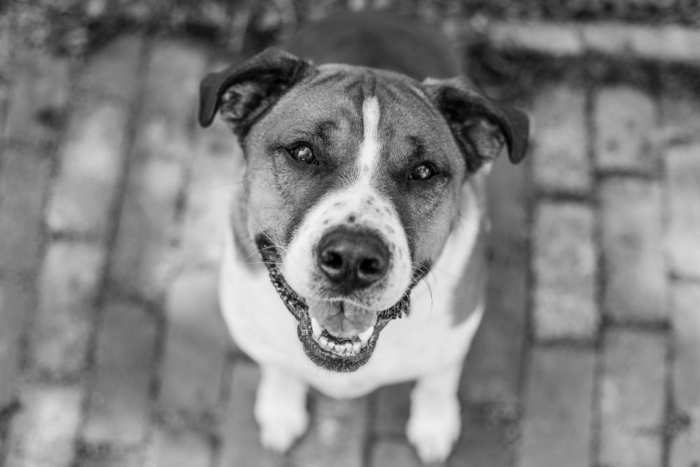 dog