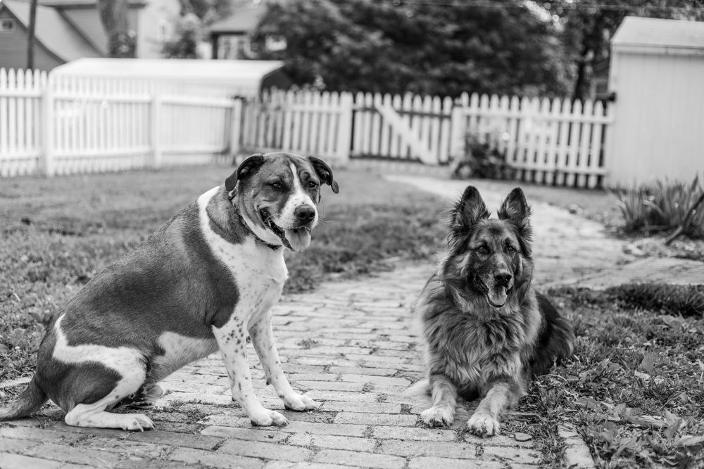 dogs