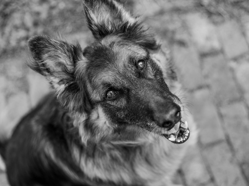dog