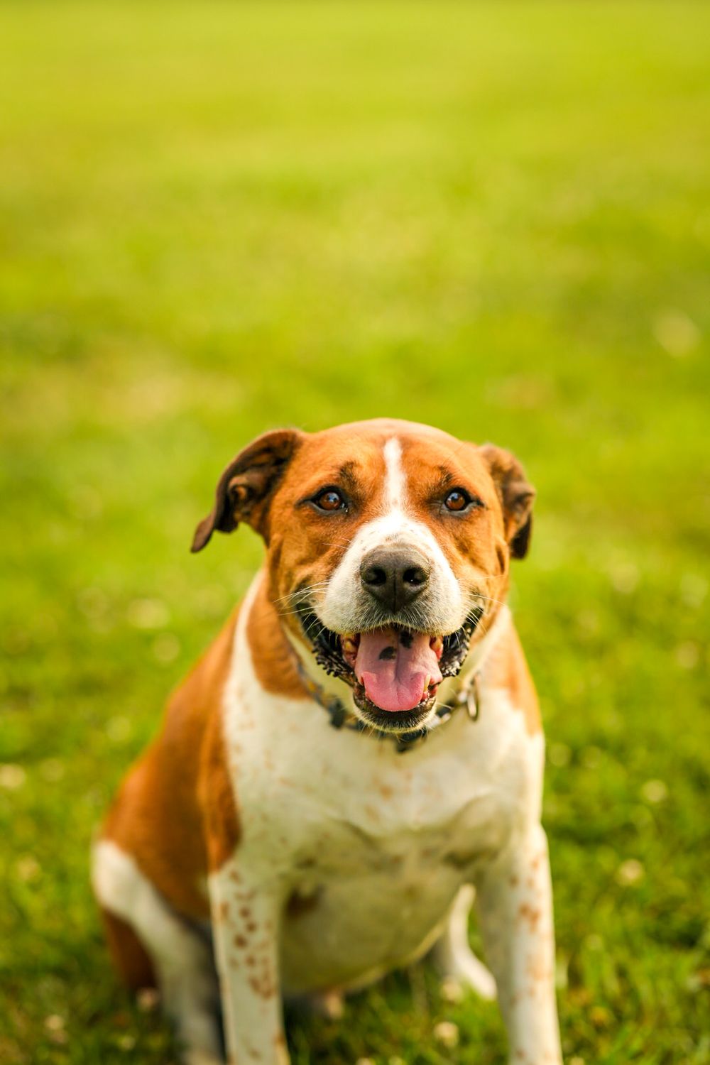 dog portrait