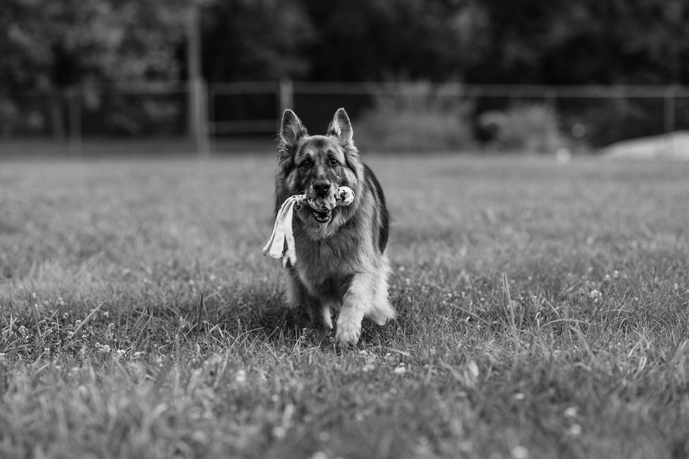 dog portrait