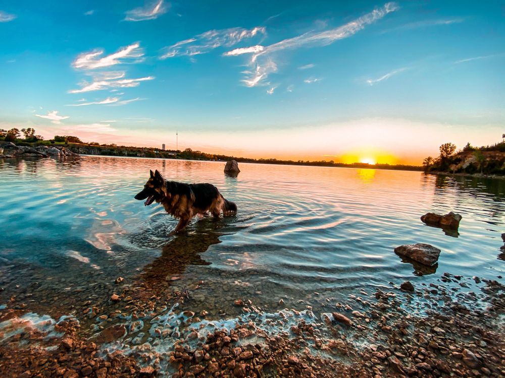 dog lake