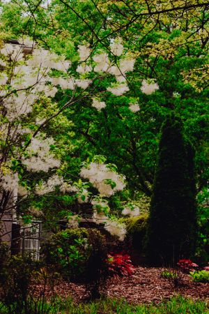 White cherry blossoms blooming on tree branches in lush spring garden.