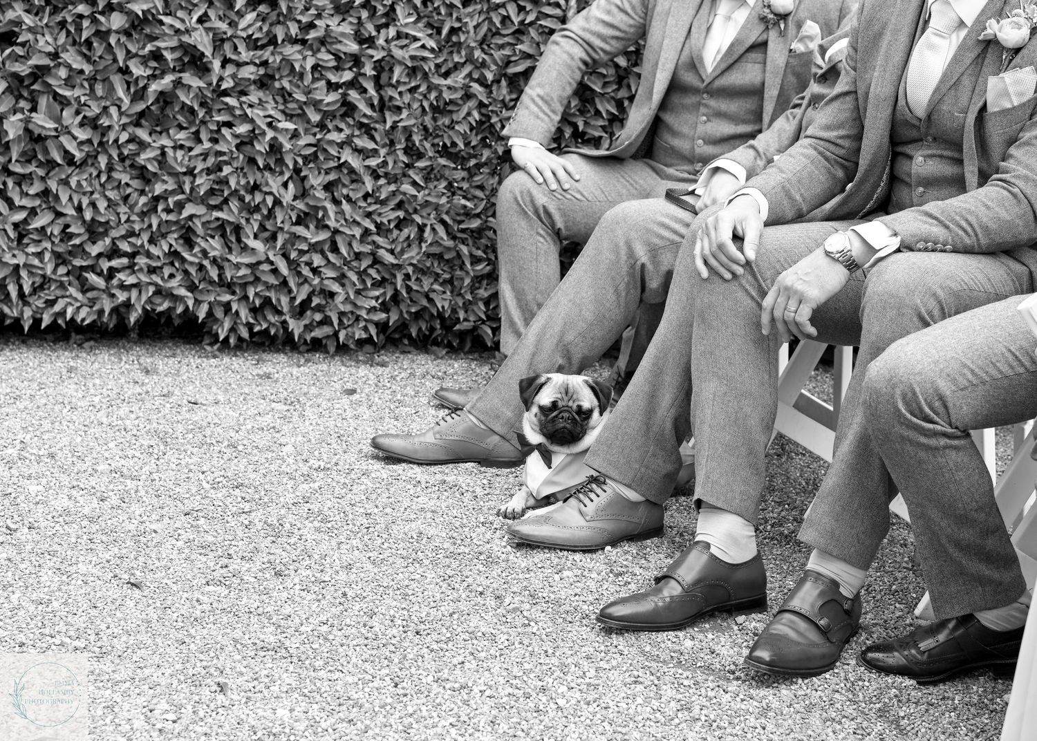 Black and white photo of groomsmen seated outdoors with an adorable pug dog at their feet.