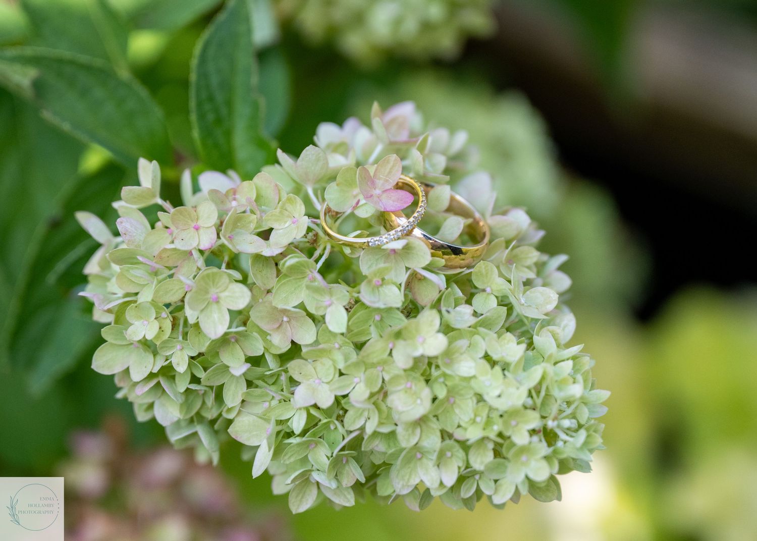 Gold wedding rings delicately placed on a white hydrangea bloom with green leaves.