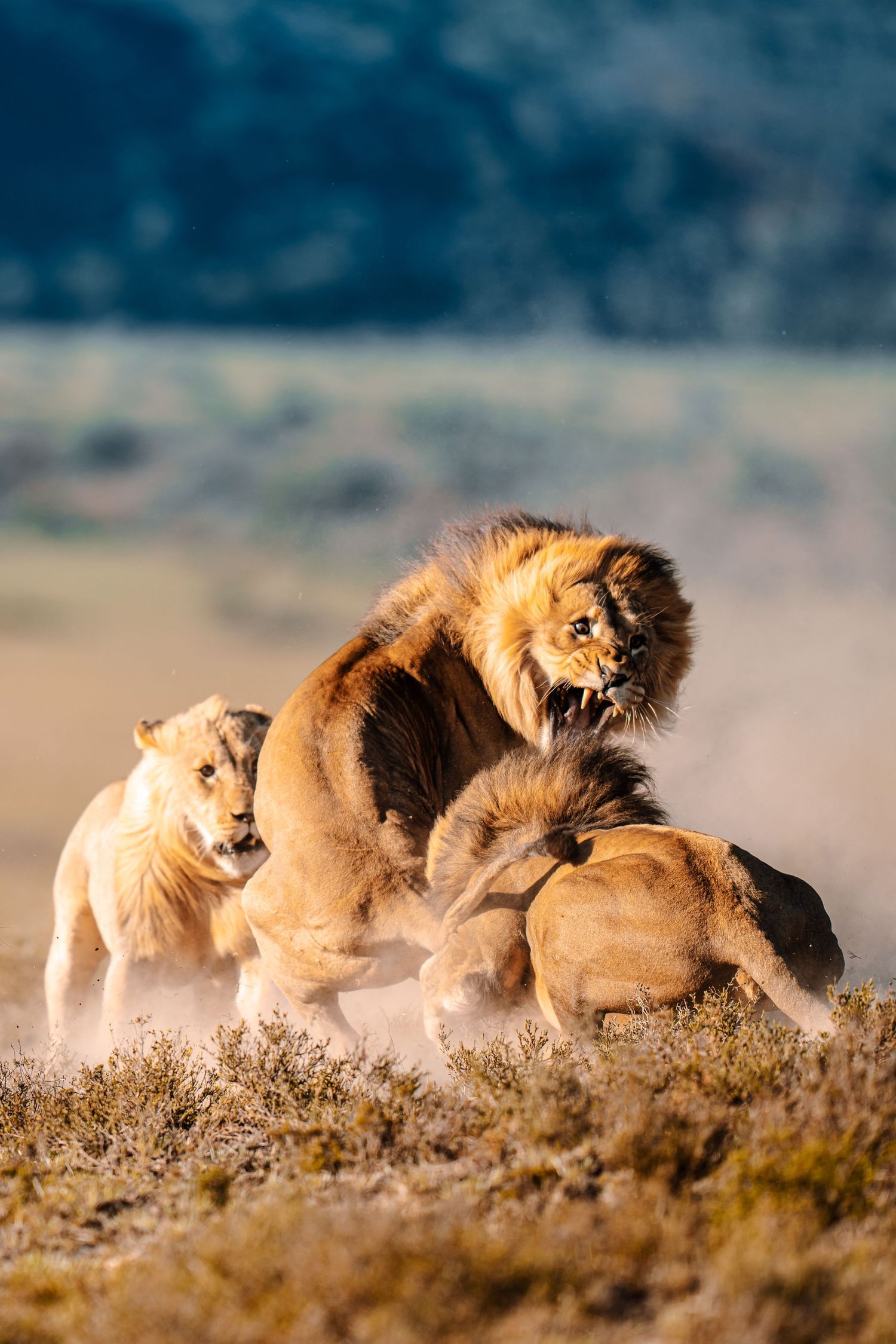 Pride of lions lounging in the grassy savanna as the sun sets on the African horizon.