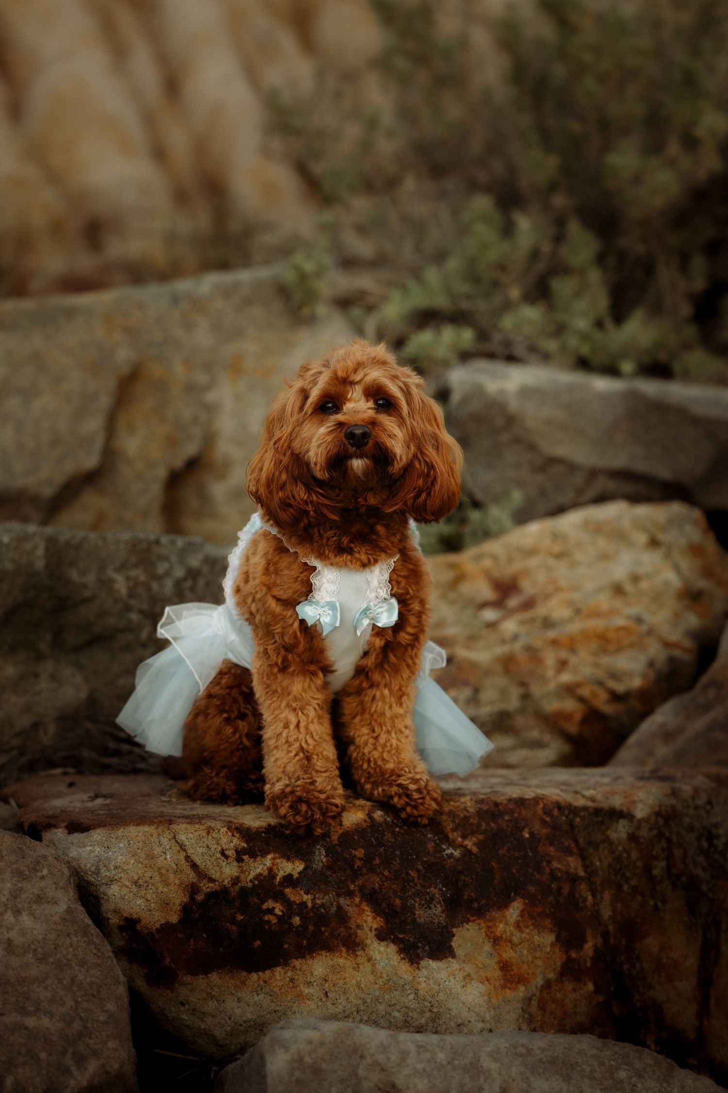 A fluffy brown cavapoo dog wearing a white tutu dress, sitting on rocky terrain with greenery in the background.