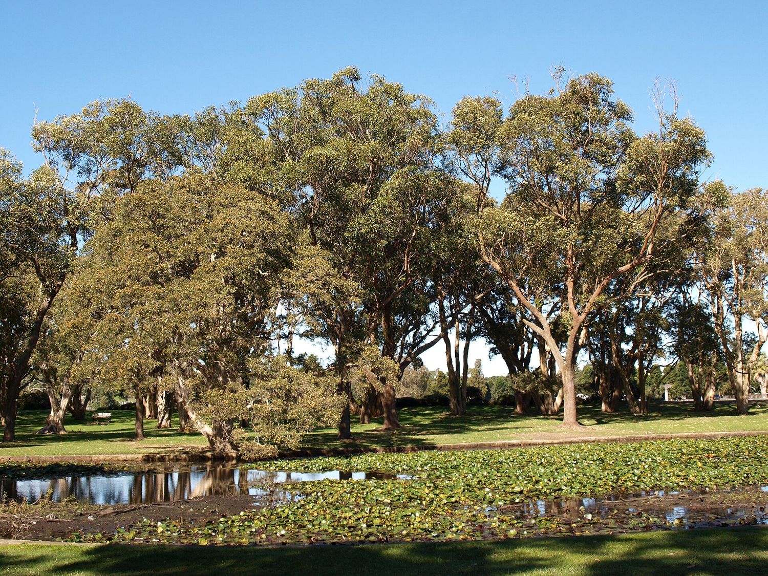 Shady trees and open lawns at Centennial Park - picnic-style engagement photoshoot location, Sydney