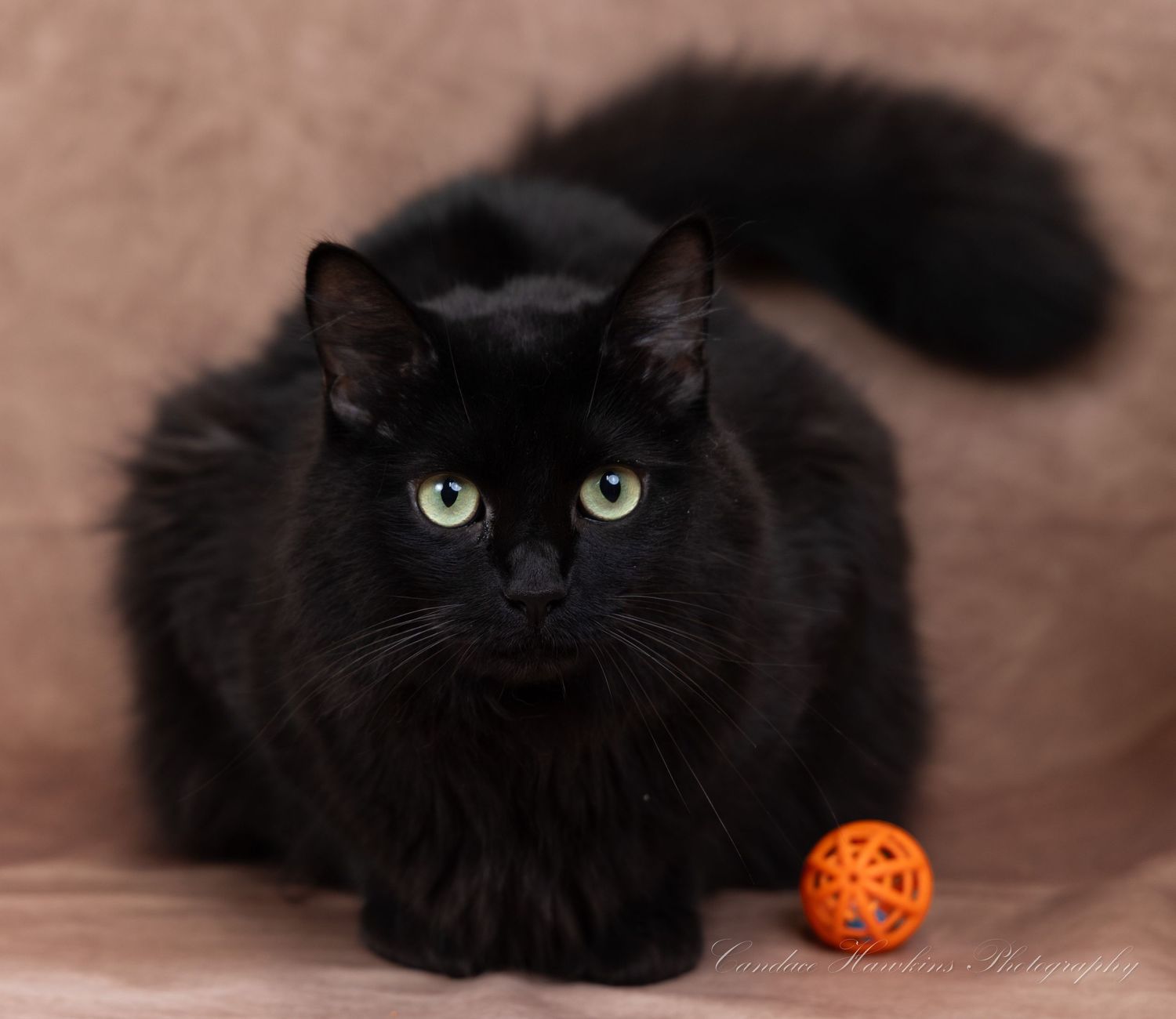 Black cat with bright green eyes crouches on a mauve backdrop with an orange toy ball nearby.