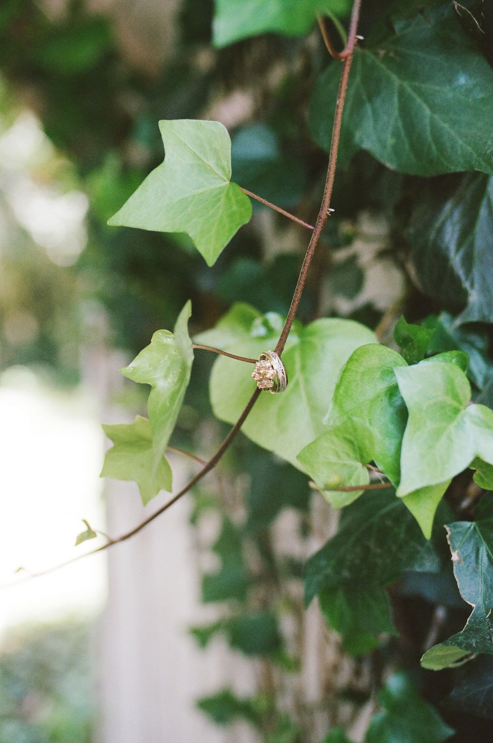 Wedding ring resting on a slender ivy vine, surrounded by green leaves in soft natural light with a blurred garden background.