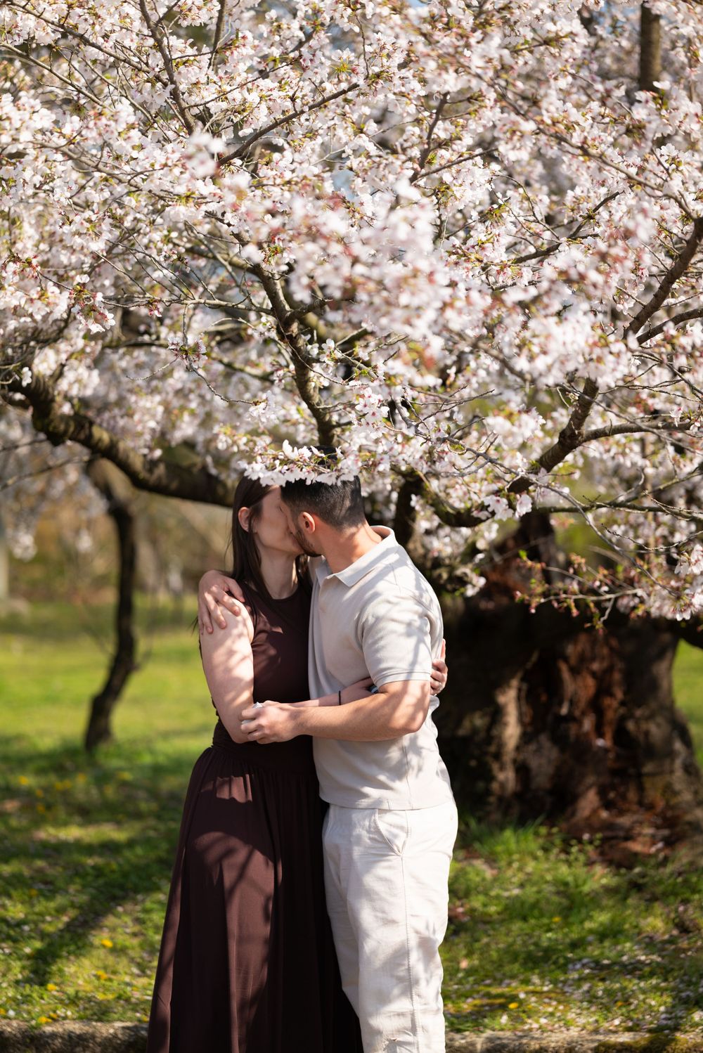Couple in a romantic kiss beneath a blooming cherry blossom tree, the woman in a burgundy dress and the man in a white shirt.