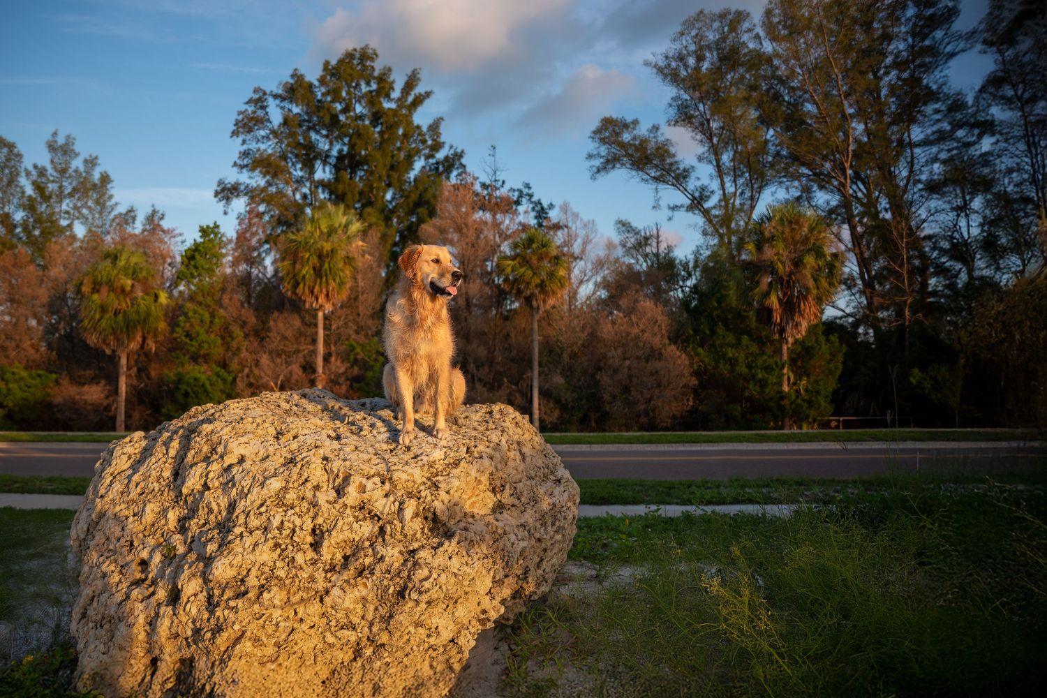 Dog portrait in soft morning light in the Tampa Bay area of Florida
