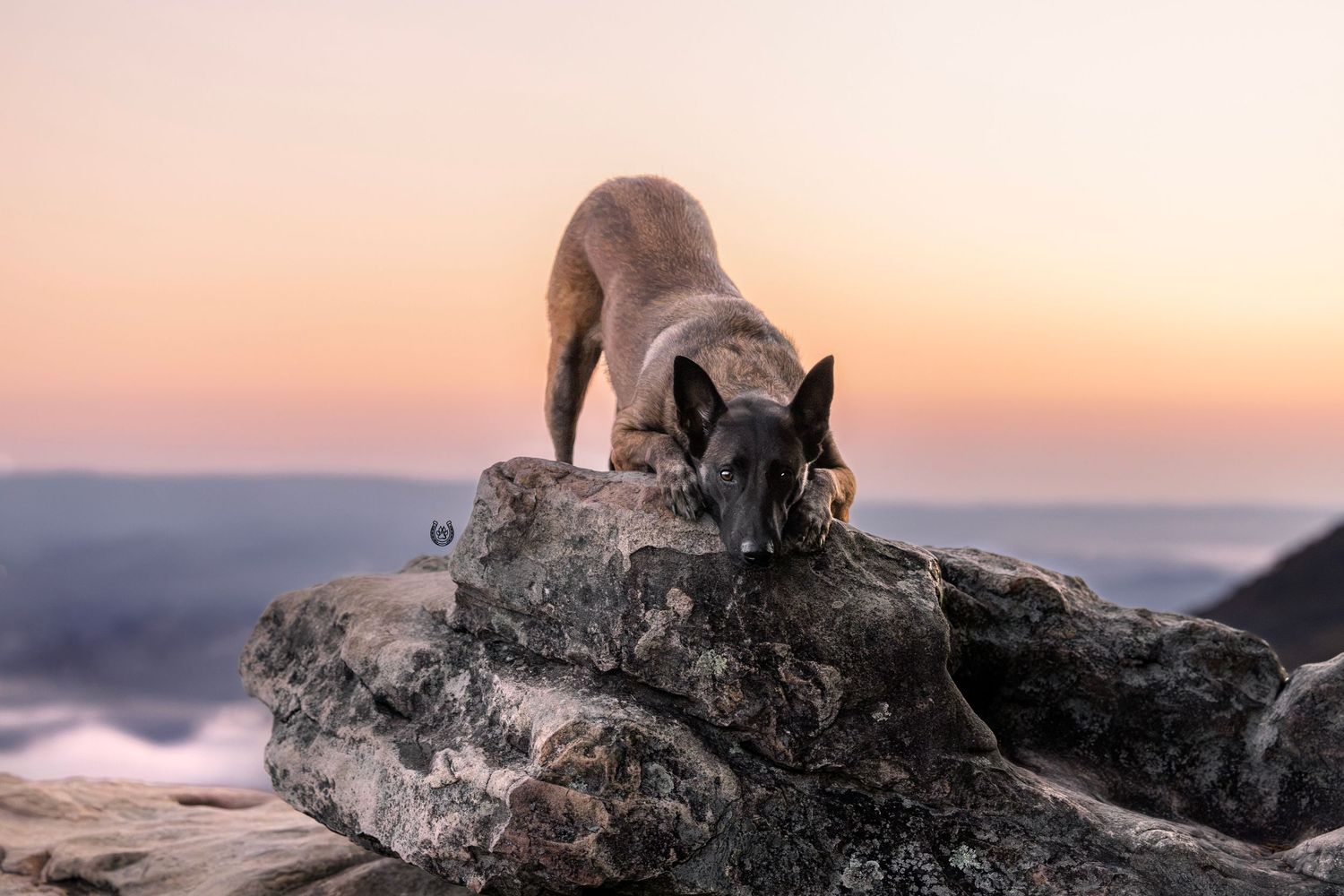 A Belgian Malinois dog sniffs rocks on a mountain summit at sunset with a colorful pink sky backdrop.