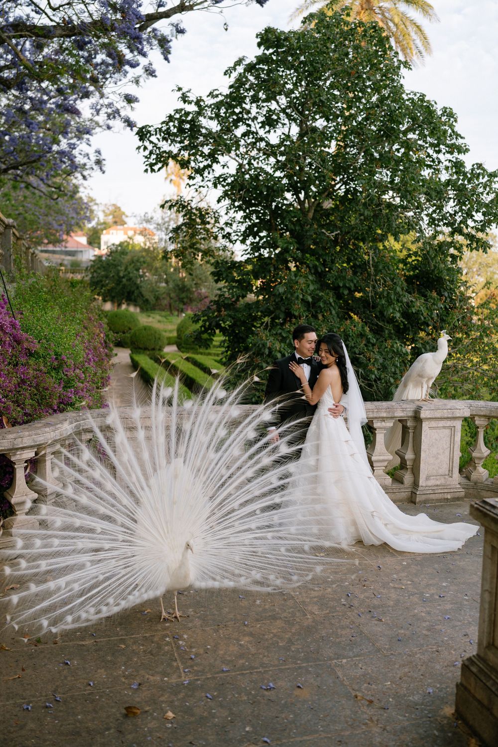 White Peacocks at vandelli gardens right next to bride and groom during their destination wedding in Lisbon