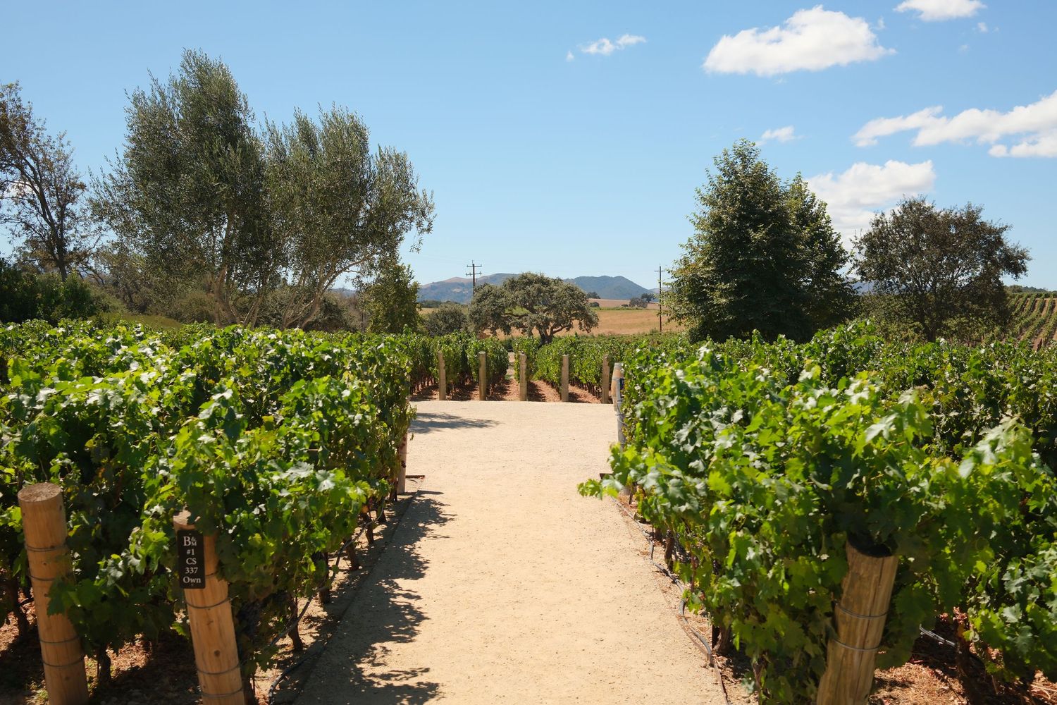 Lush green vineyard rows with sandy path, wooden posts, trees, and mountain backdrop under a clear blue sky.