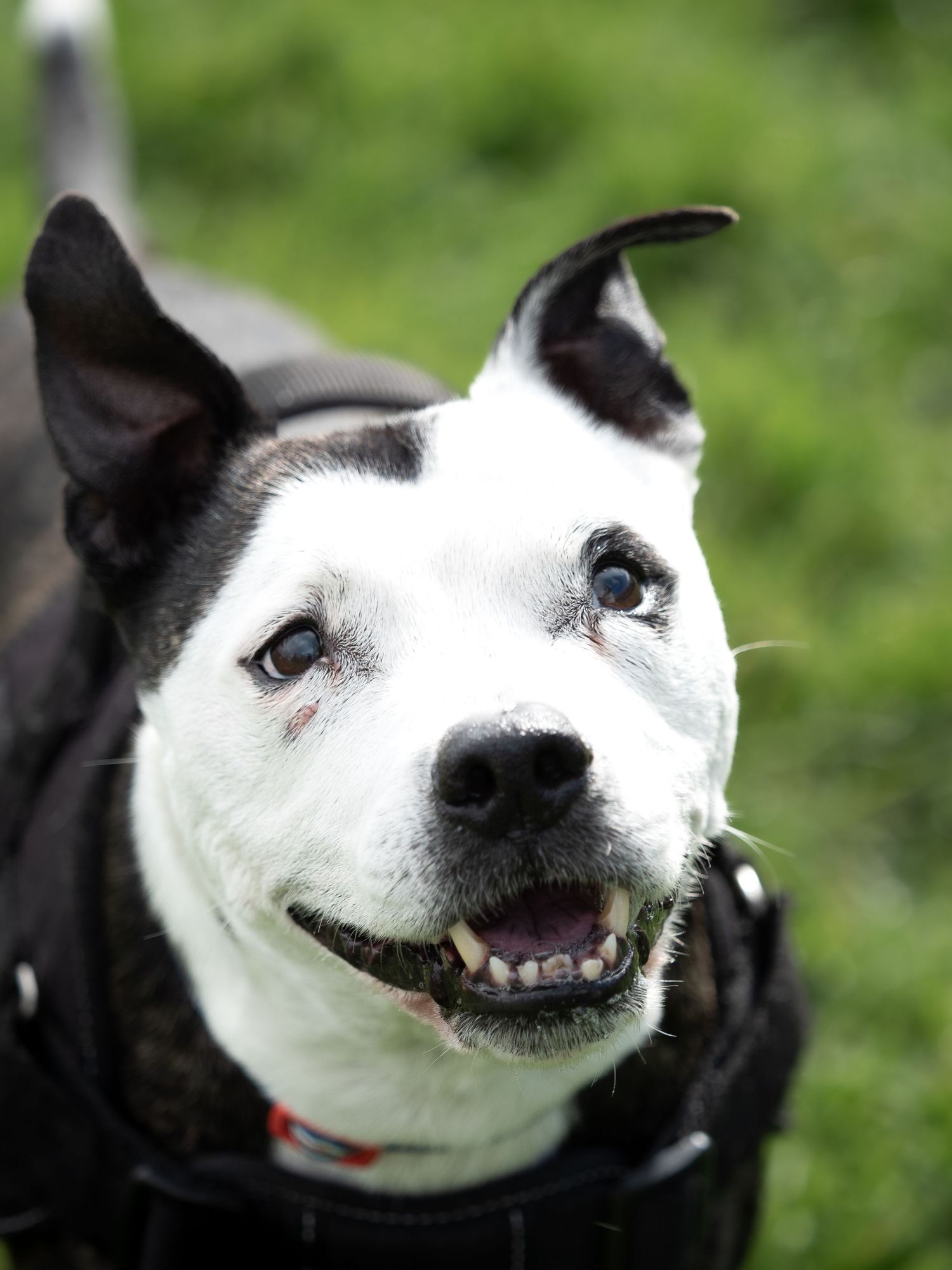 Happy black and white dog with folded ears and an open mouth looks up at the camera while wearing a black harness on green grass.