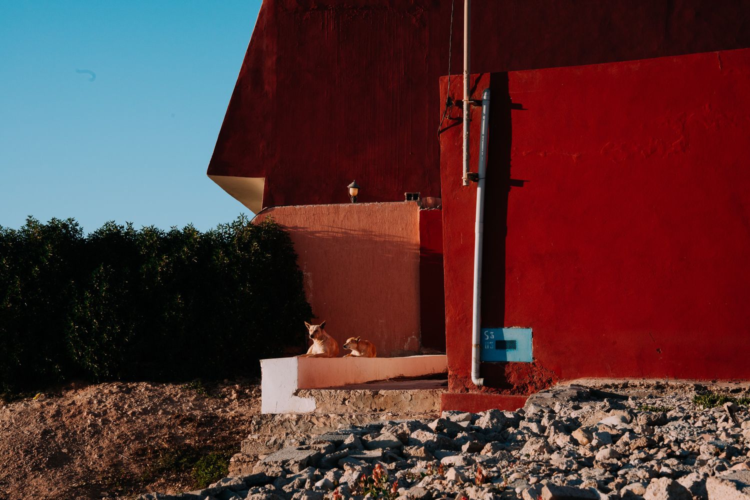 A dog resting beside a bold red building with rocky ground and green hedges under a clear blue sky.