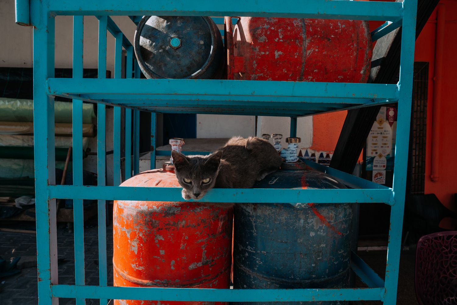 A gray cat resting on a rusty red barrel inside a blue metal shelf unit.